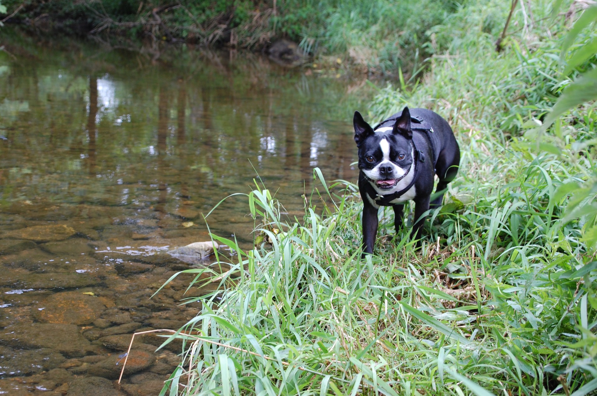 Arlo, the adventurous dog who inspired A. Winston Outfitters, exploring the water