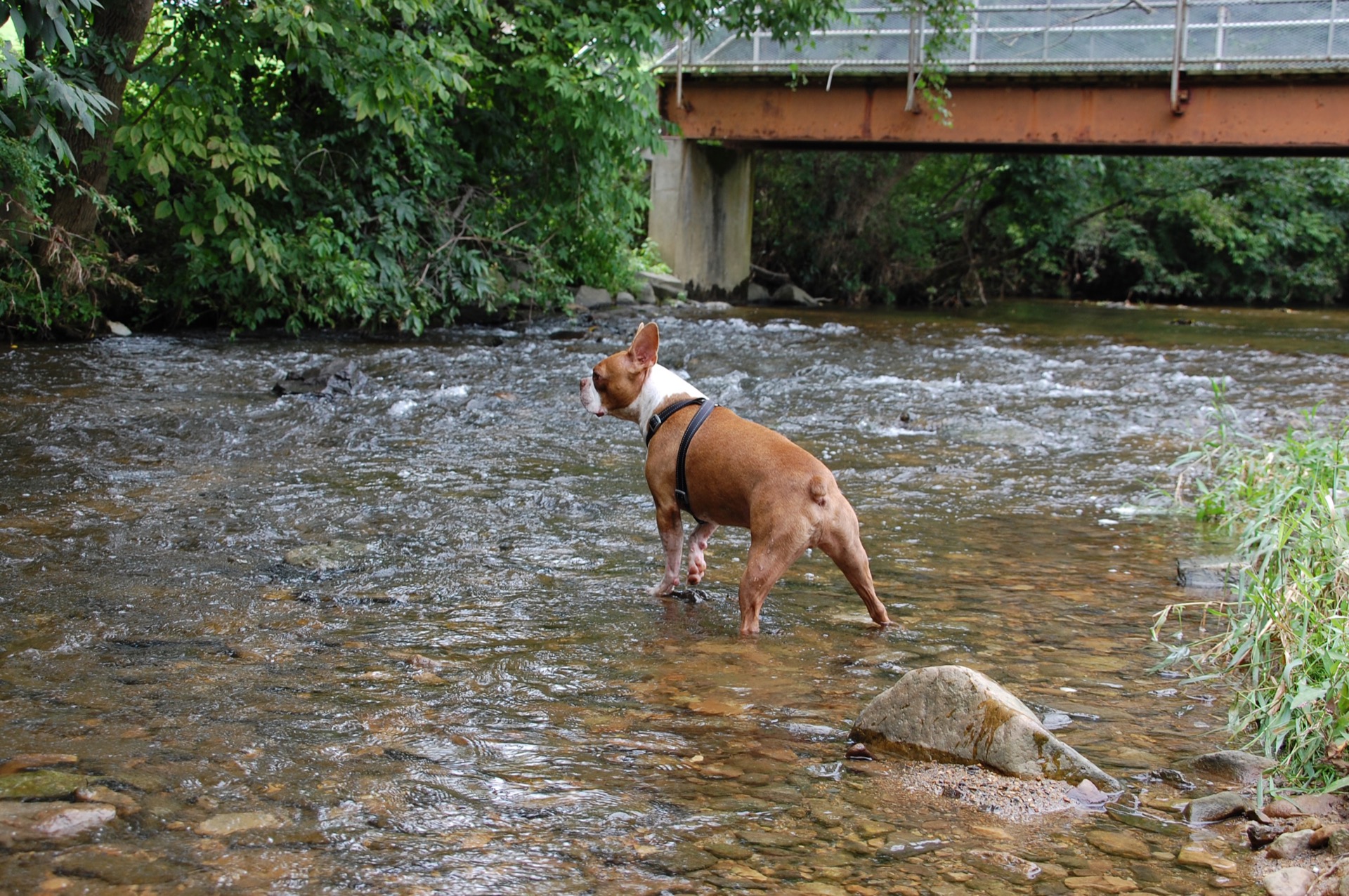 Winston, the adventurous dog who inspired A. Winston Outfitters, exploring the water