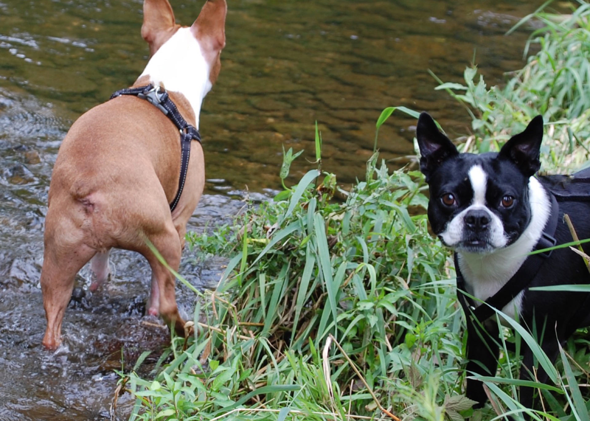 Bringing Your Best Friend: Tips for Fishing Locally with Your Dog