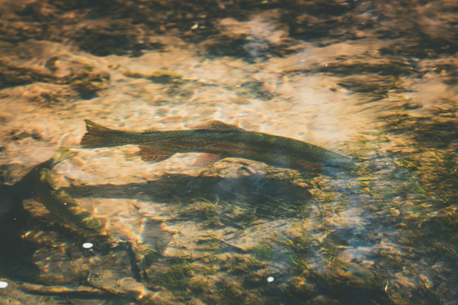 Conservation on the Stream